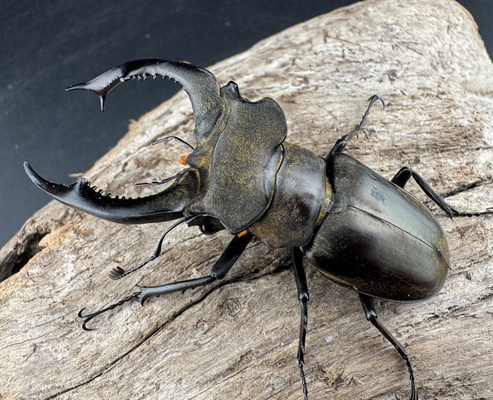 【WD】《ノビリスミヤマ 63mm ペア》