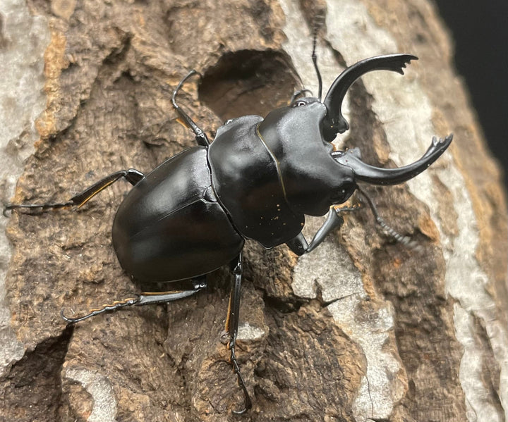 【WD】《プラティノータツヤクワガタ 42mmUP ペア》