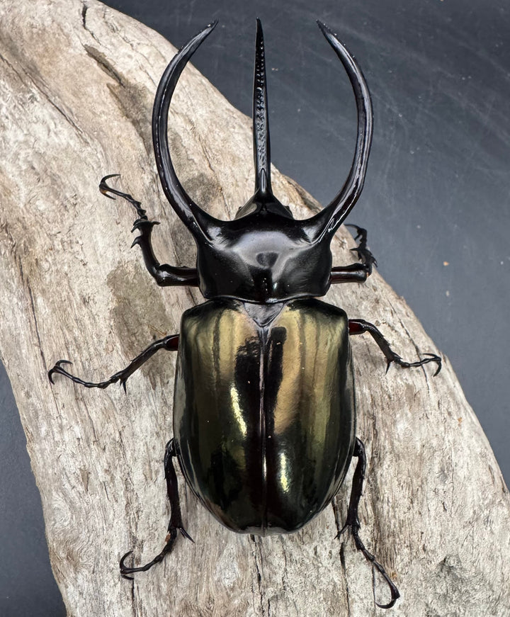 【WD】《アトラスオオカブト原名亜種 パロロ パル産 92mm ペア》