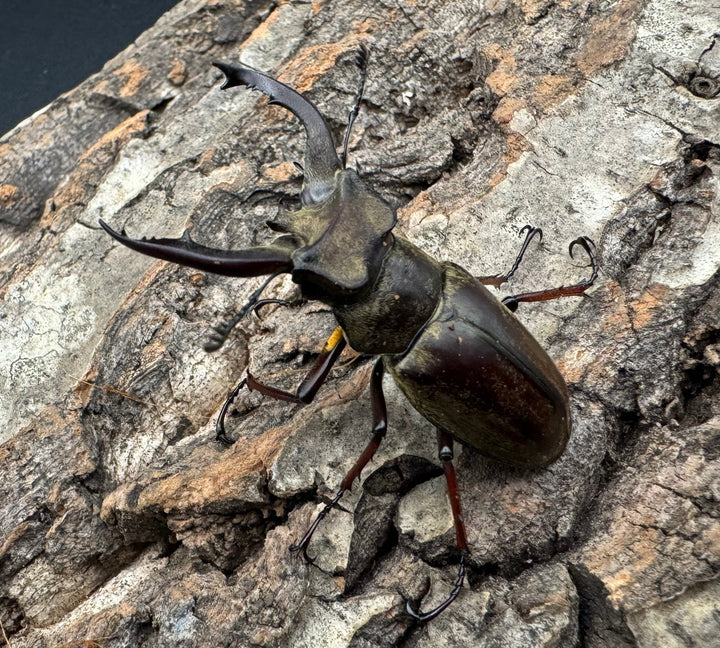 【WD】《チベットミヤマ原名亜種 50mm ペア》