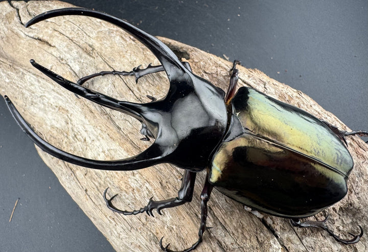 【WD】《ジャワコーカサスオオカブト 103mm ペア》