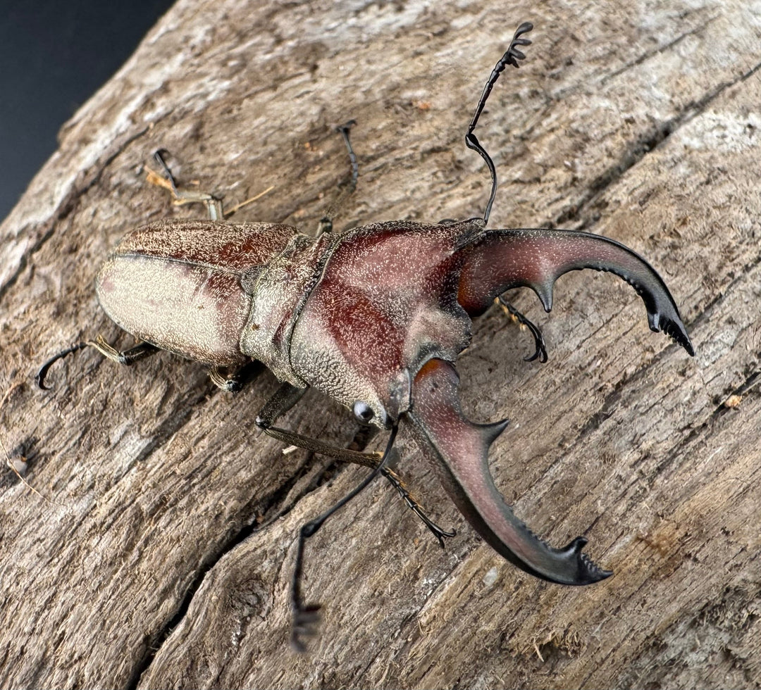 【WD】《スズムラホソアカ ロハス産 40mm ペア》