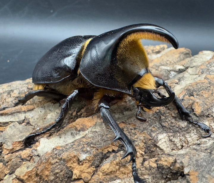 《サタンオオカブト 71mm ペア》