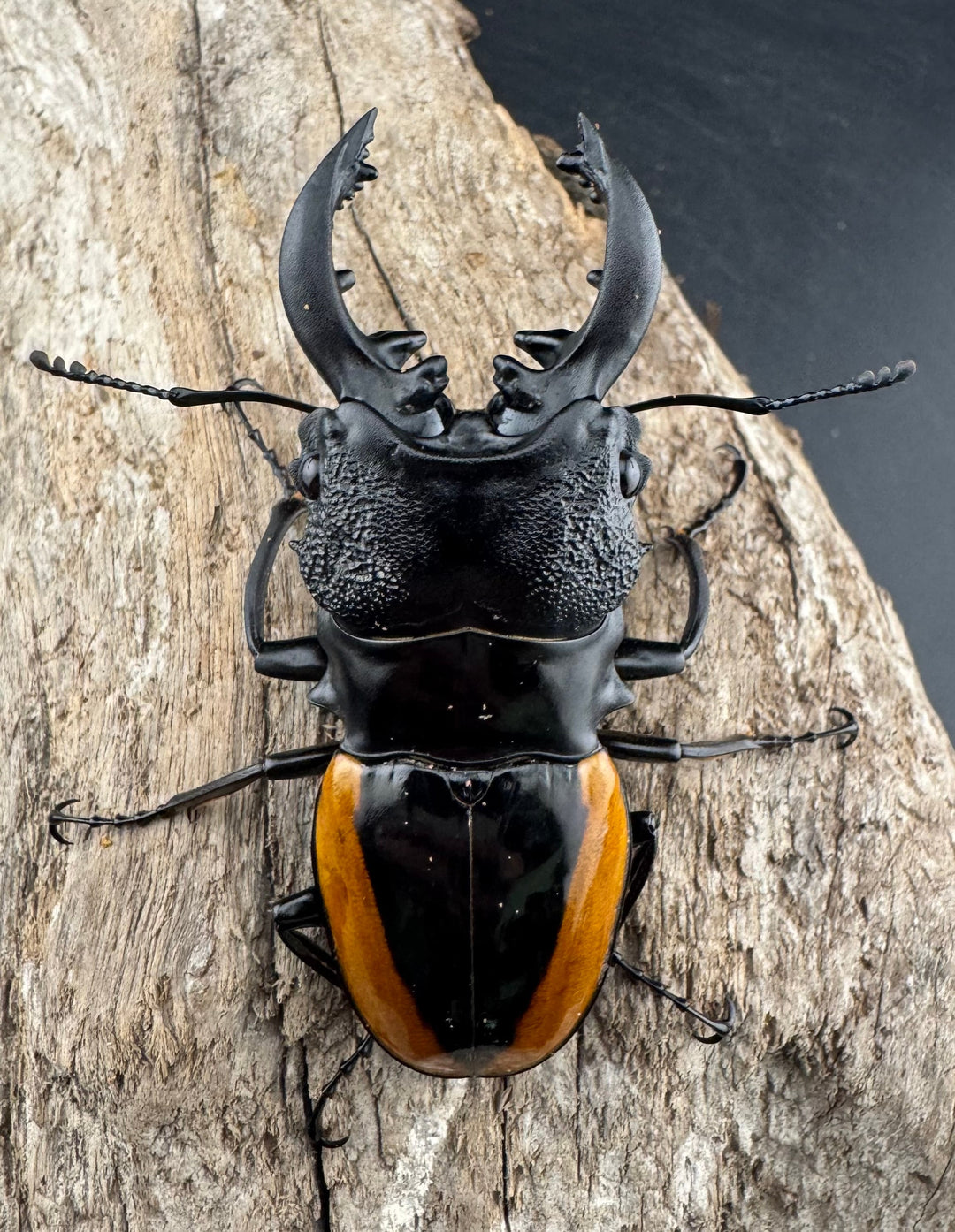 【WD】《ワラストンツヤクワガタ 70mm ペア》