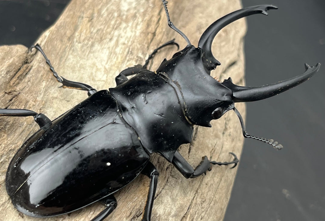 【WD】《ダールマンツヤクワガタ亜種celebensis 83mm ペア》