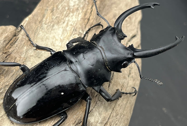 【WD】《ダールマンツヤクワガタ亜種celebensis 83mm ペア》