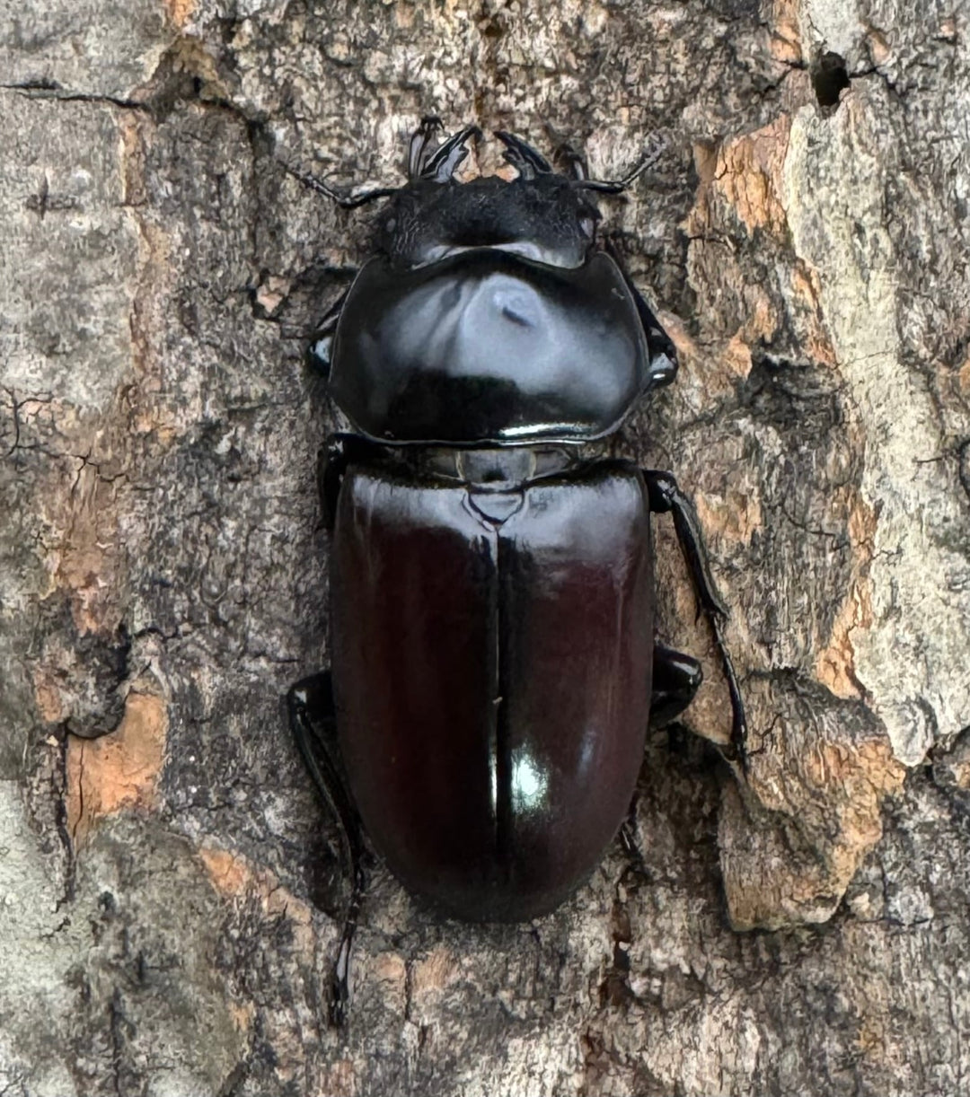《アローコクワ亜種リエン 74mm ♂♀♀トリオ》