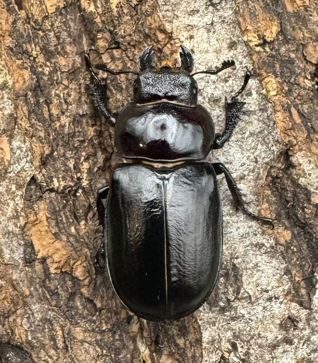 《ミクラミヤマ 御蔵島産 Free ペア》①