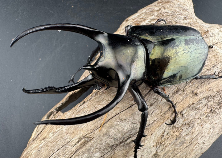 【WD】《ミンダナオアトラスオオカブト マラグサン産 95.5mm ペア》