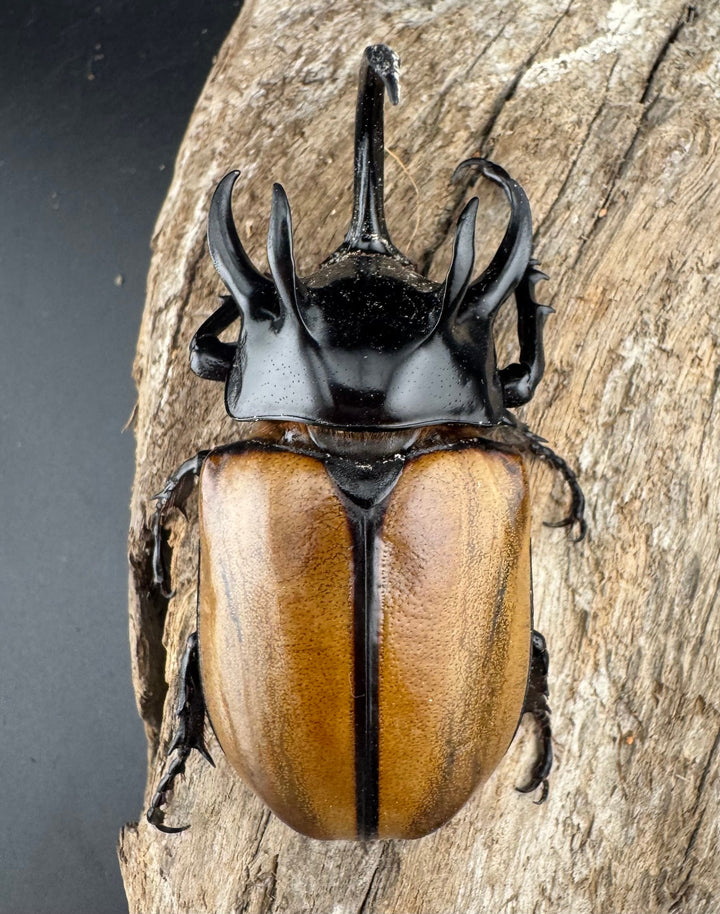 【WD】《ゴホンツノカブト原名亜種 ラオス産 80.5mm ペア》