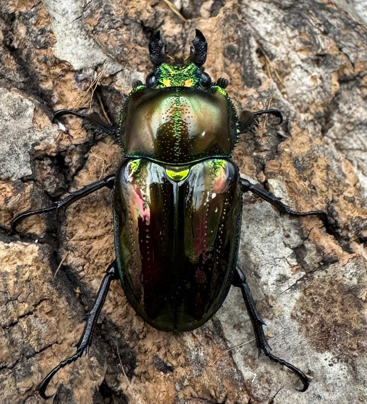 《ニジイロクワガタ ピカール系 32mm ペア》