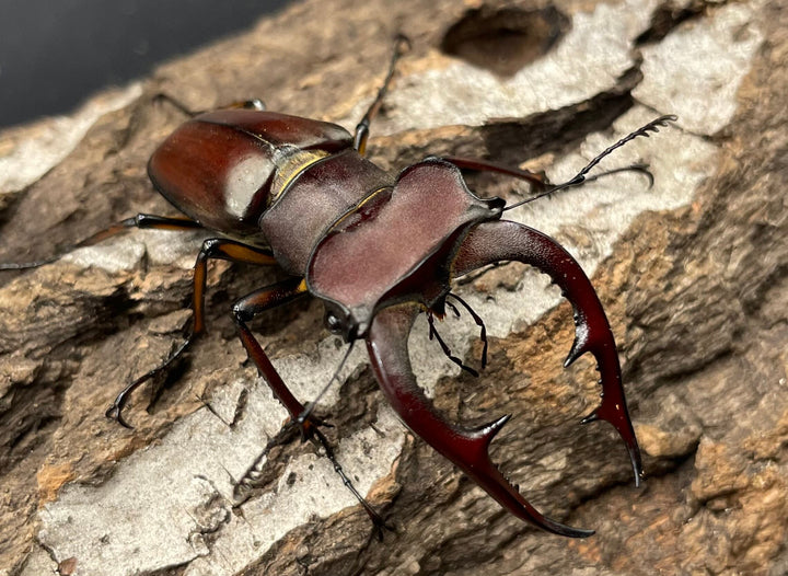 【WD】2018新種記載《ジュシャンミヤマ 58mm ペア》