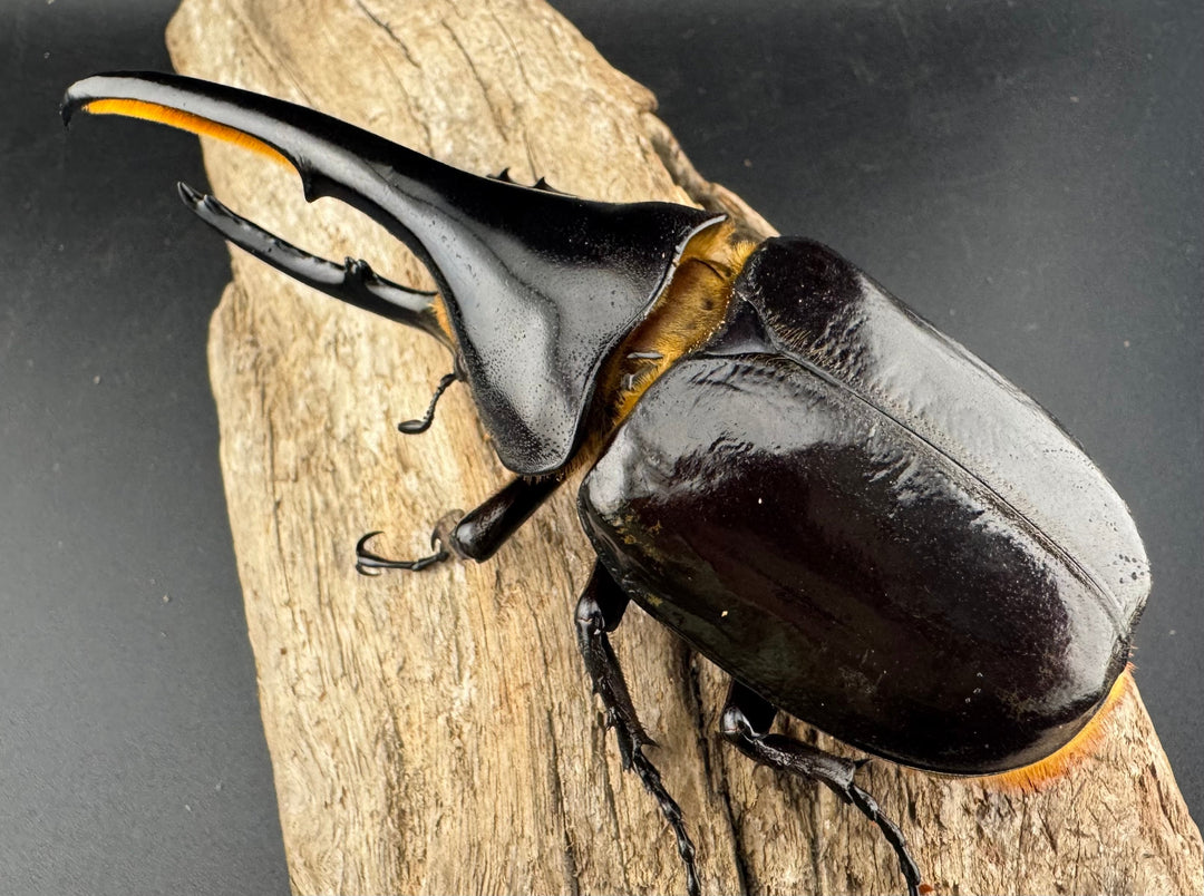 即ブリ《ヘラクレス・ヘラクレス 優良血統 139mm ペア》