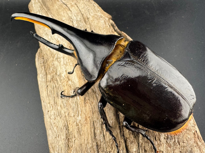 即ブリ《ヘラクレス・ヘラクレス 優良血統 139mm ペア》