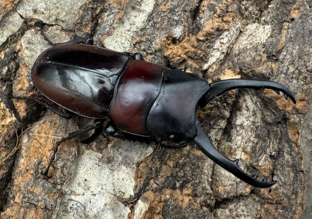 【WD】《ドルサリスノコギリ原名亜種 イロコスノルテ産 49mm ペア》