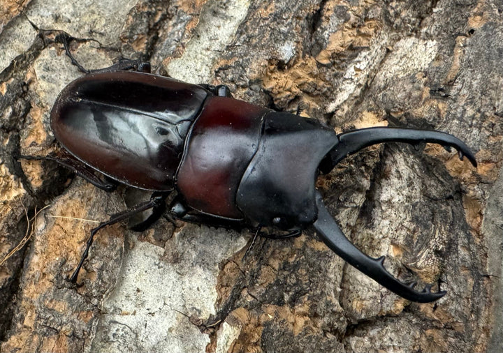 【WD】《ドルサリスノコギリ原名亜種 イロコスノルテ産 49mm ペア》