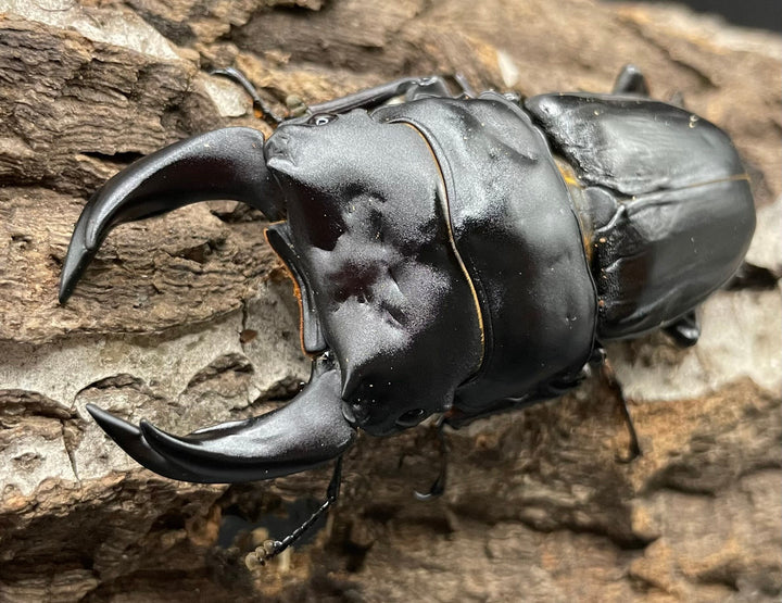 《ホペイオオクワガタ SL血統 73mm ペア》