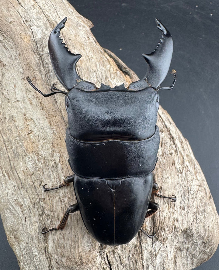 【WF1】《スマトラオオヒラタ アチェ産 93mm ペア》