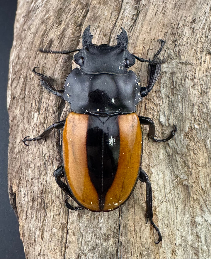 【WF1】《ボーレンホーベンツヤクワガタ 54mm ペア》