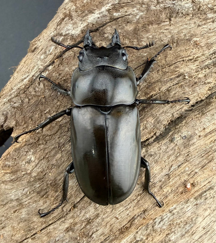 【F0】《ローゼンベルグオウゴンオニクワガタ 41.5mm ♀単》