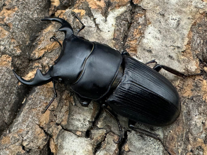 【WD】《ミンダナオパリーオオクワ  46mm ペア》