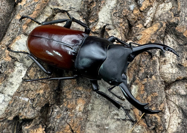 《アローコクワ亜種ノブヒロイ 57mm ペア》①