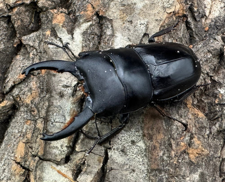 特別特価!!【WD】《タウルスヒラタ ジャワ亜種 ペア》