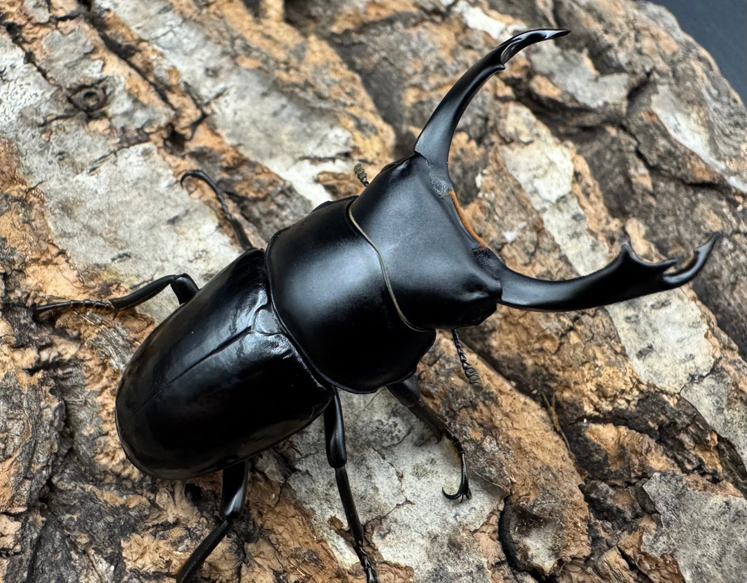 【WD】《セメノウコクワ 会東産 48mm ペア》