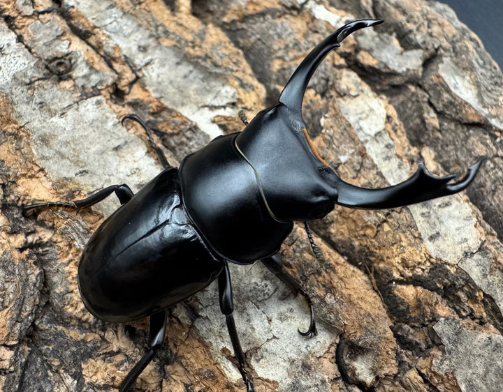 【WD】《セメノウコクワ 会東産 48mm ペア》