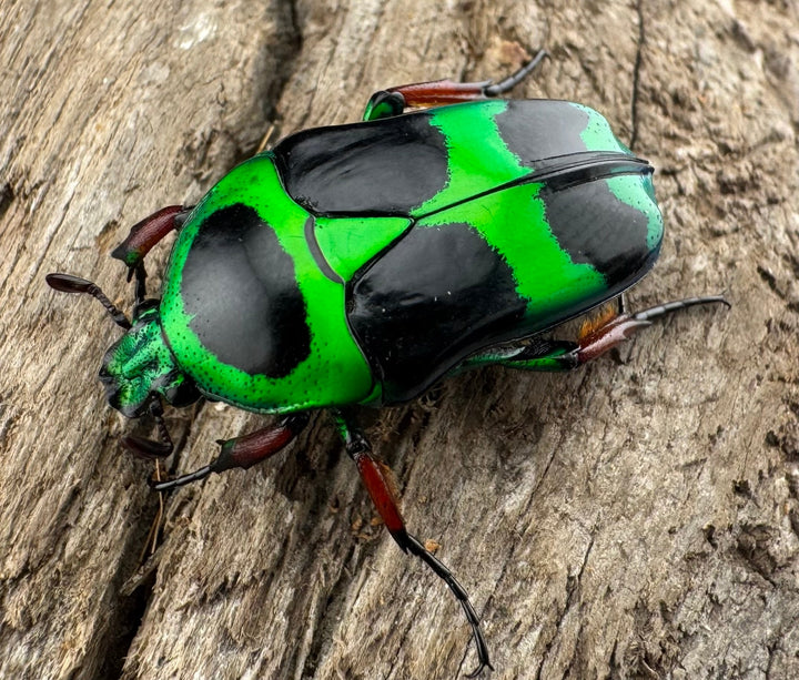 【WD】《マックレーツヤカナブン ペア》