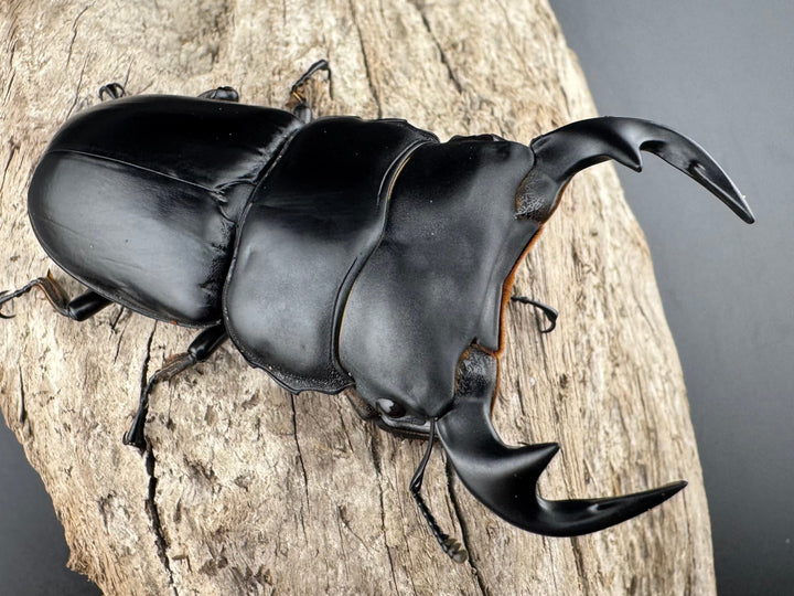 【WF1】《アンタエウスオオクワ カオバン産 76mm ペア》