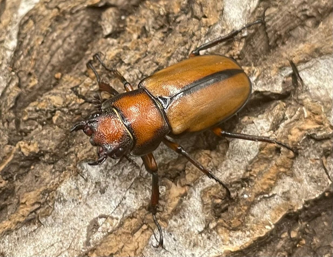 【WD】大型大歯《アラガールホソアカ 55mmUP ペア》