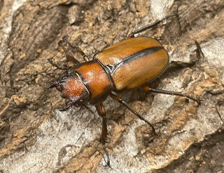 【WD】大型大歯《アラガールホソアカ 55mmUP ペア》