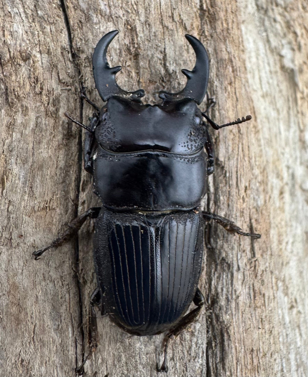 【WF2】《フィリピンネブト亜種バンガイエンシス 30mm ペア》