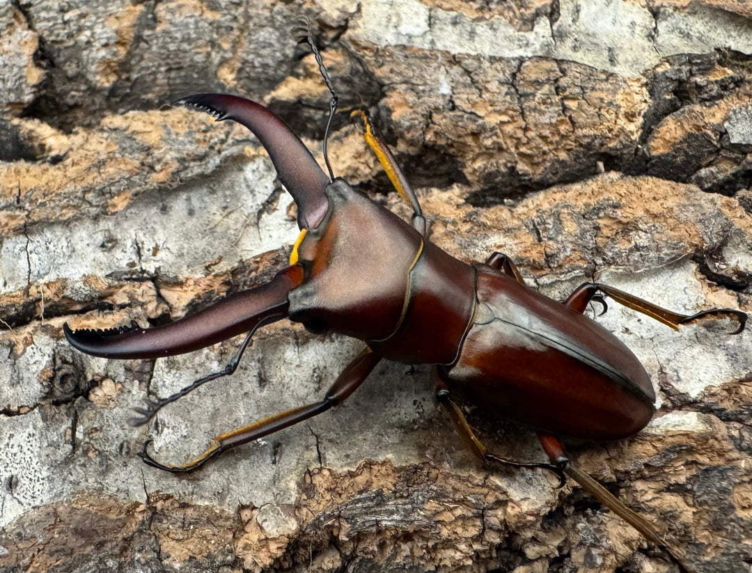 【WD】《ギラファホソアカクワガタ 49.5mm ペア》