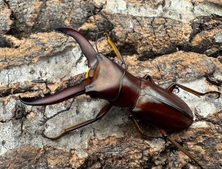 【WD】《ギラファホソアカクワガタ 49.5mm ペア》