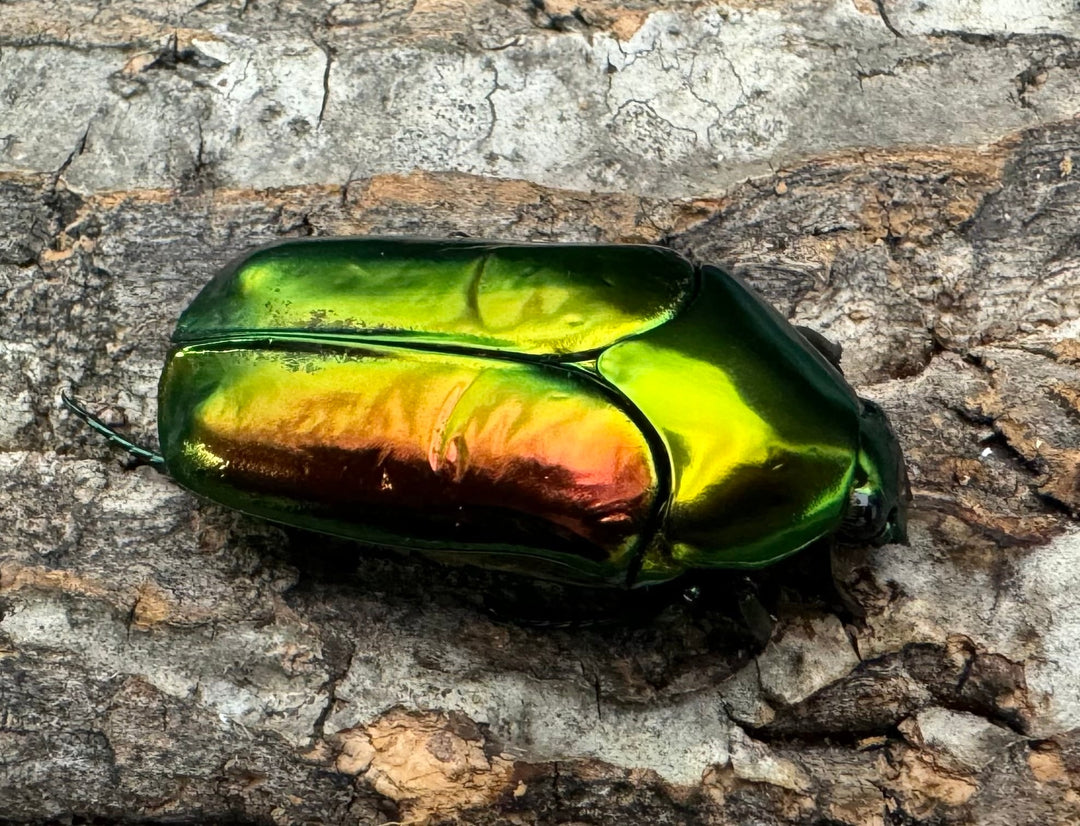 レア産地《センパーオオヒラタカナブン ペア》