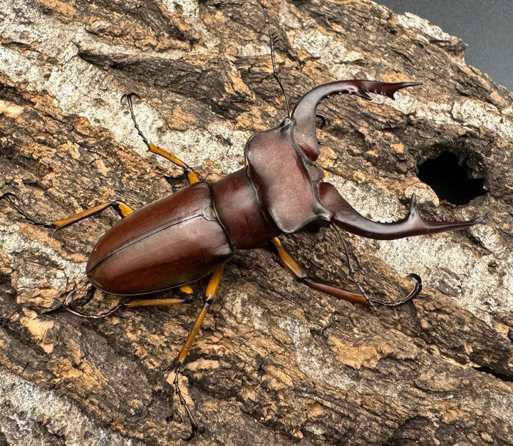 【WD】《マラッシミヤマ（マラッツィミヤマ） 56mm ペア》