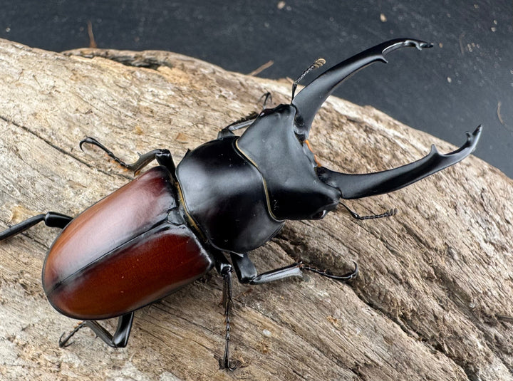 【WD】《マクレイコクワ 雲南省産 60mm ペア》