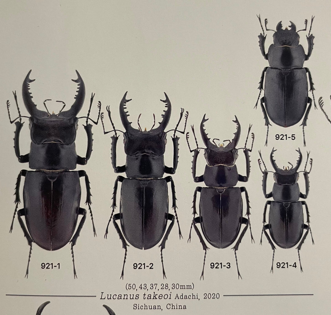 【WD】《タケオミヤマ 33mm ♀単》