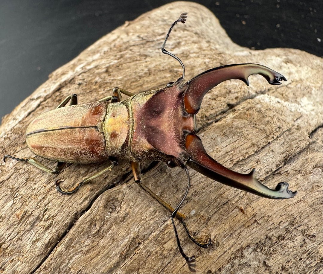 【WD】大型《ズベールホソアカ マラグサン産 52.5mm ペア》