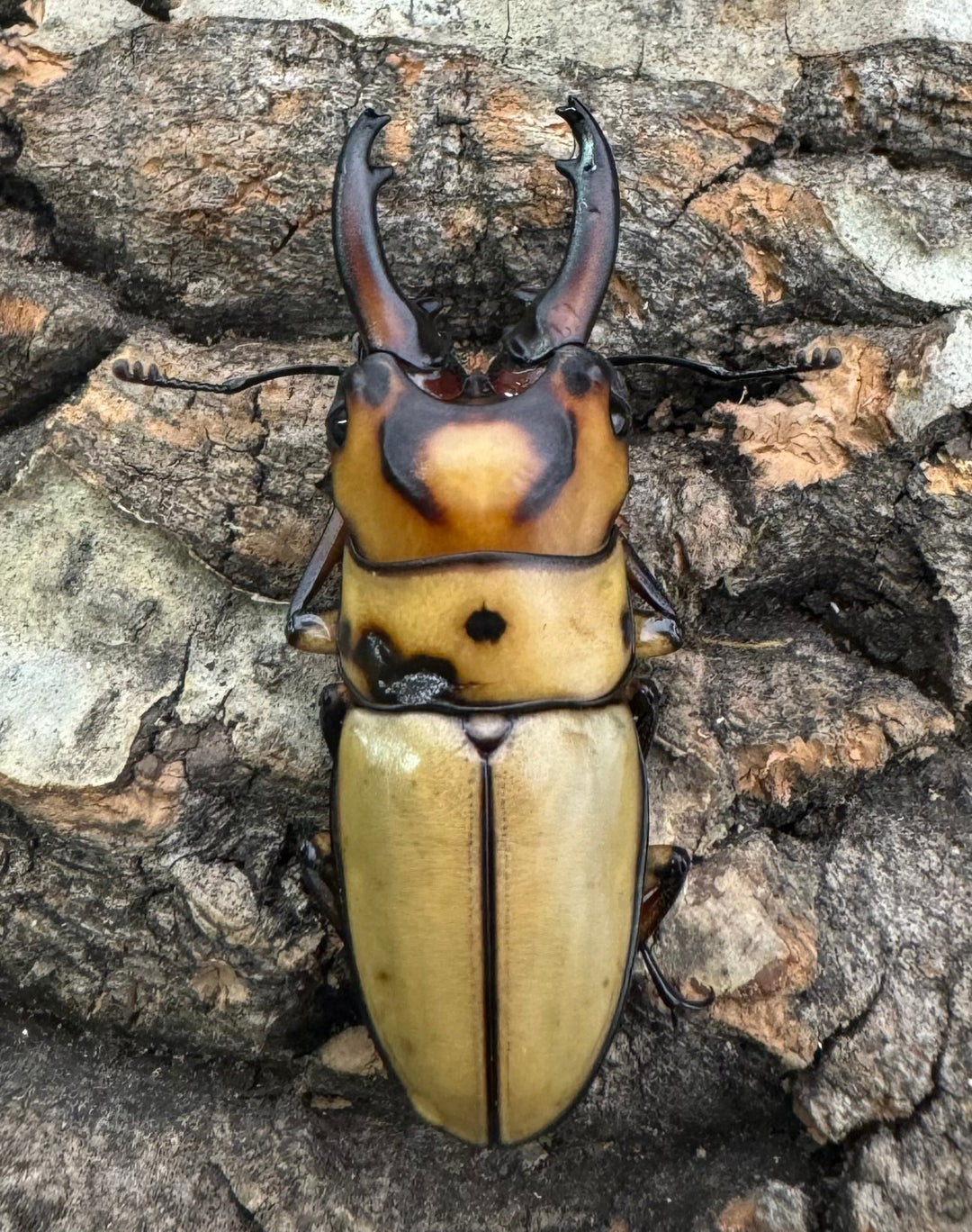 【WD】《オキピタリスノコギリ原名亜種 オーロラ産 42mm ペア》