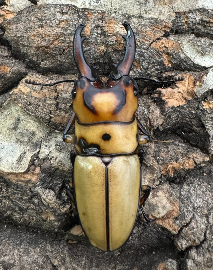 【WD】《オキピタリスノコギリ原名亜種 オーロラ産 42mm ペア》