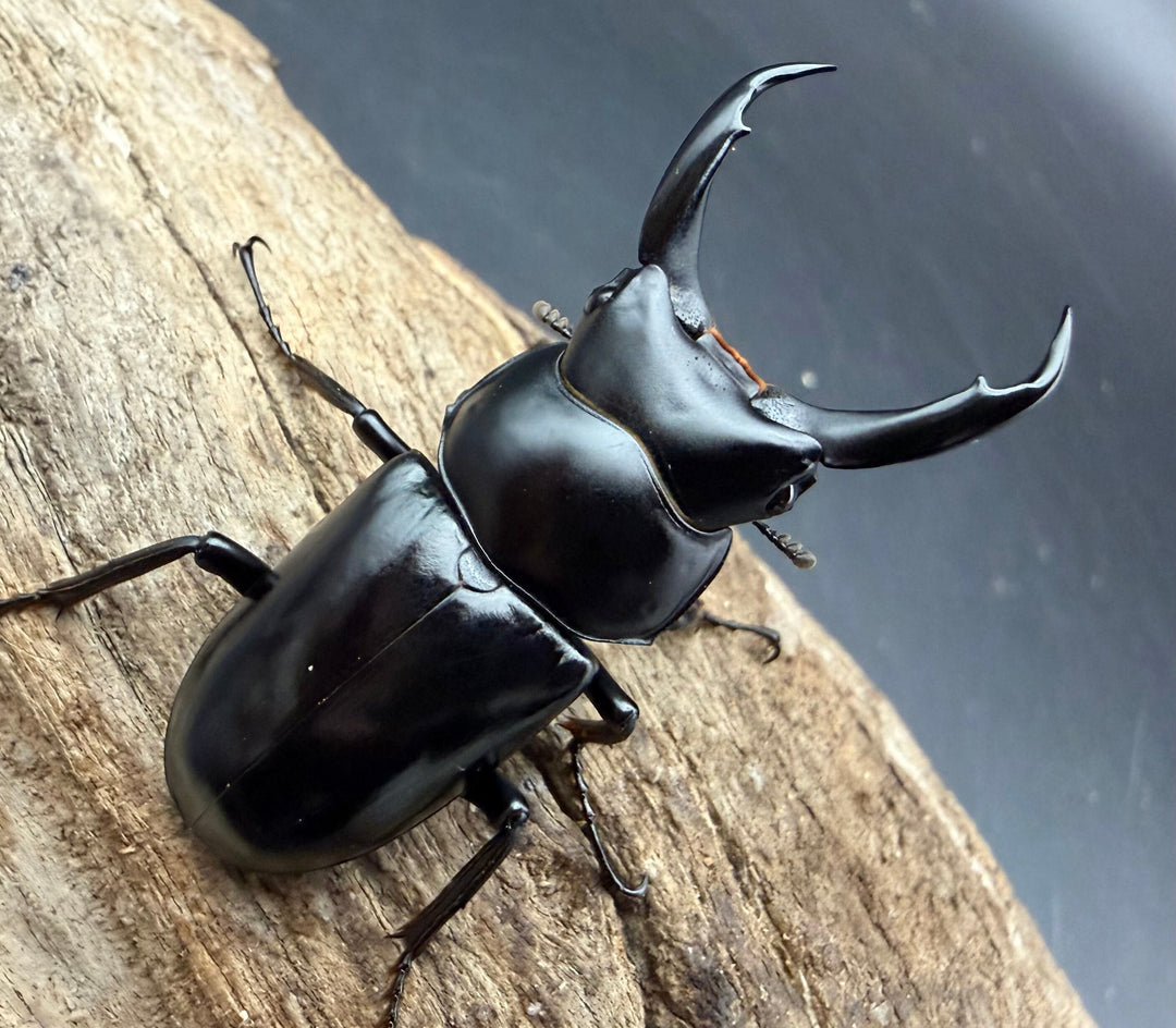 【WD】《ネパレンシス ssp. メトク産 48mm ♂♀♀トリオ》