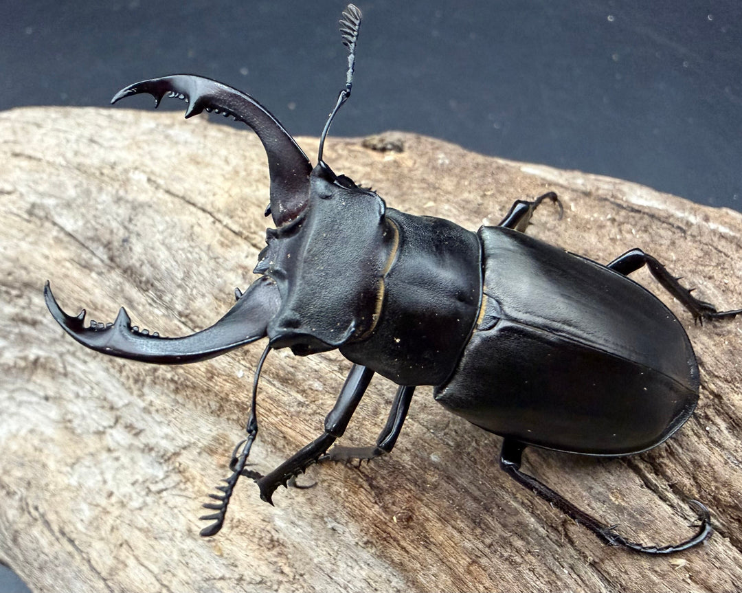 【WF3】《アクベシアヌスミヤマ 62mm ペア》