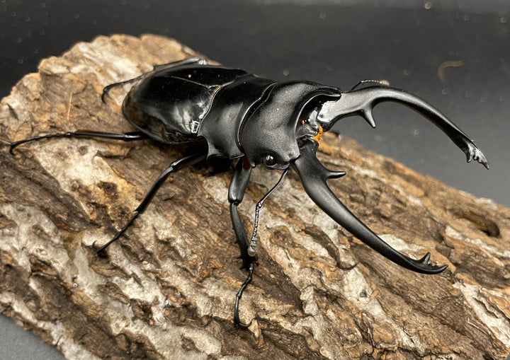 【WD】超大型大歯《インターメディアツヤクワガタ 98mmUP ペア》