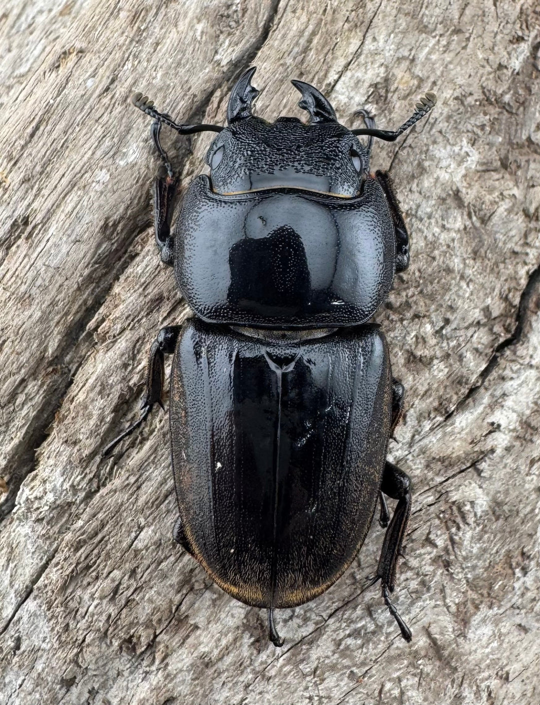 【WD】《ダイオウヒラタ 東ジャワ産 82.5mm ペア》