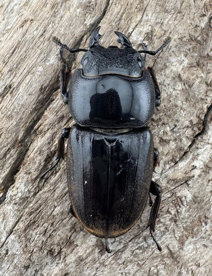 【WD】《ダイオウヒラタ 東ジャワ産 82.5mm ペア》