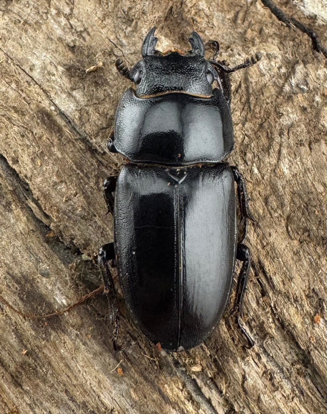 【WF7】《アンドレアスノコギリヒラタ 49.5mm ペア》