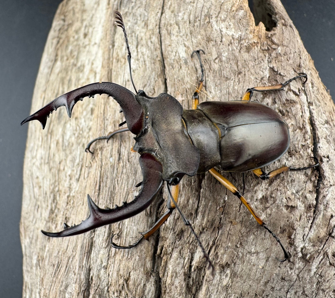 【WD】《フェアメイルミヤマ 雅安市産 54mm ペア》